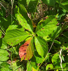Phyllosticta parthenocissi