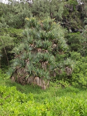 Pandanus utilis