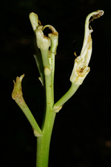 Lilium candidum