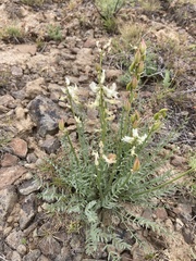Astragalus leibergii