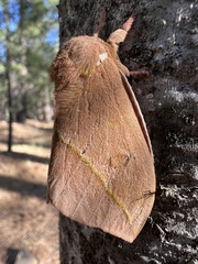 Automeris cecrops pamina