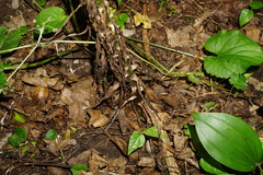 Lilium candidum
