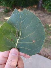 Pemphigus longicornis