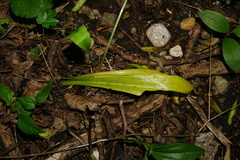 Lilium candidum