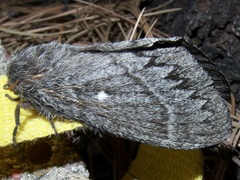 Gloveria arizonensis