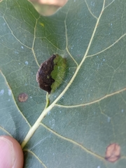 Pemphigus longicornis