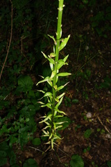 Lilium candidum