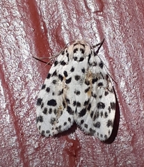 Clemensia leopardina