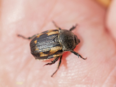 Anisoplia tempestiva