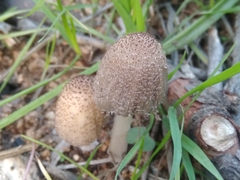 Coprinellus