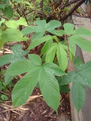 Cochlospermum vitifolium