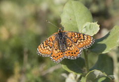 Euphydryas desfontainii