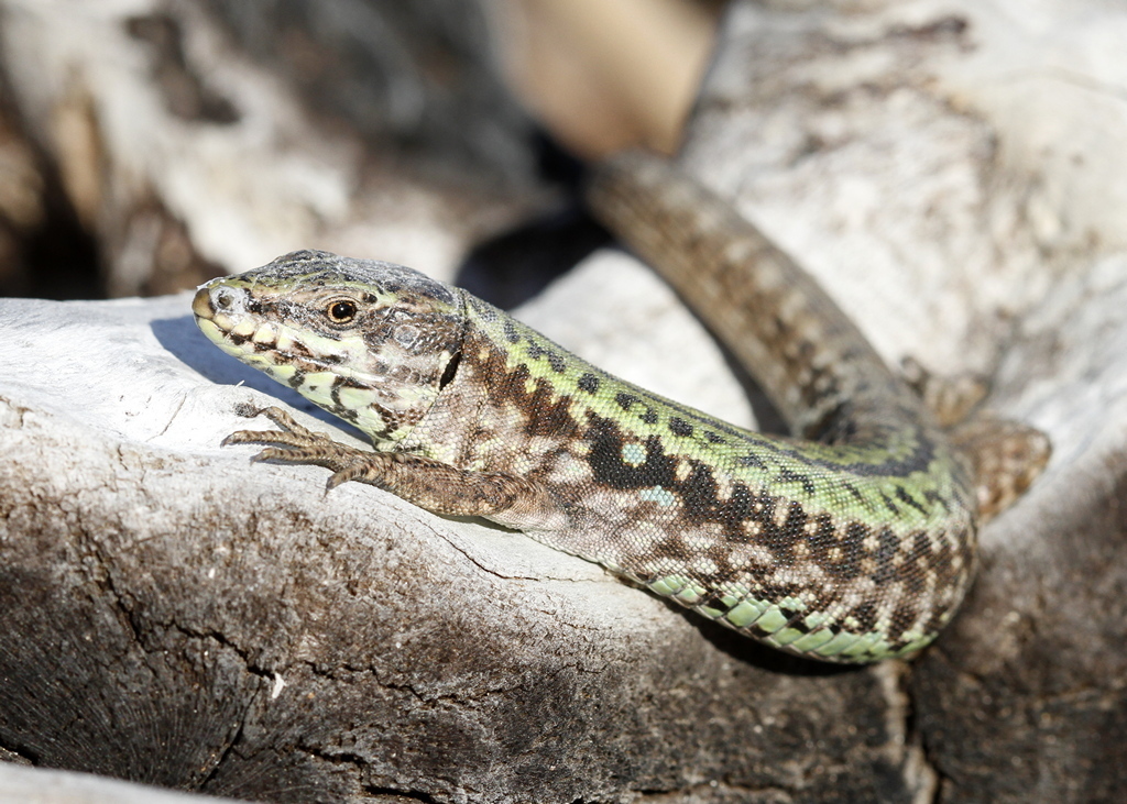 Skyros Wall Lizard