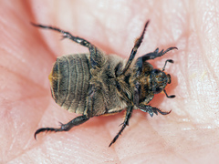 Anisoplia tempestiva