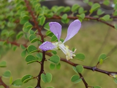 Bauhinia grandidieri