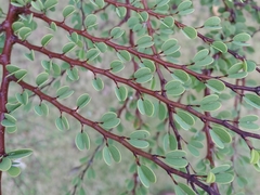 Bauhinia grandidieri
