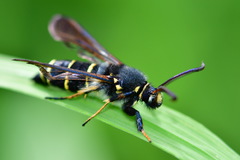 Paranthrene tabaniformis