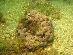 Haliclona caerulea