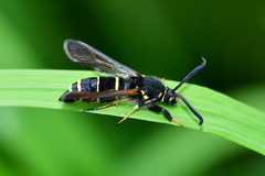 Paranthrene tabaniformis
