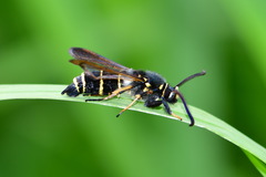 Paranthrene tabaniformis