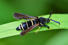 Paranthrene tabaniformis