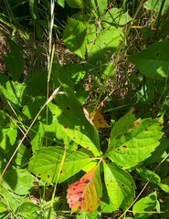 Phyllosticta parthenocissi