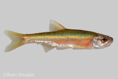 Clinostomus funduloides