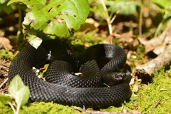 Vipera berus marasso