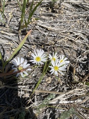 Townsendia grandiflora