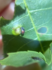 Synolabus