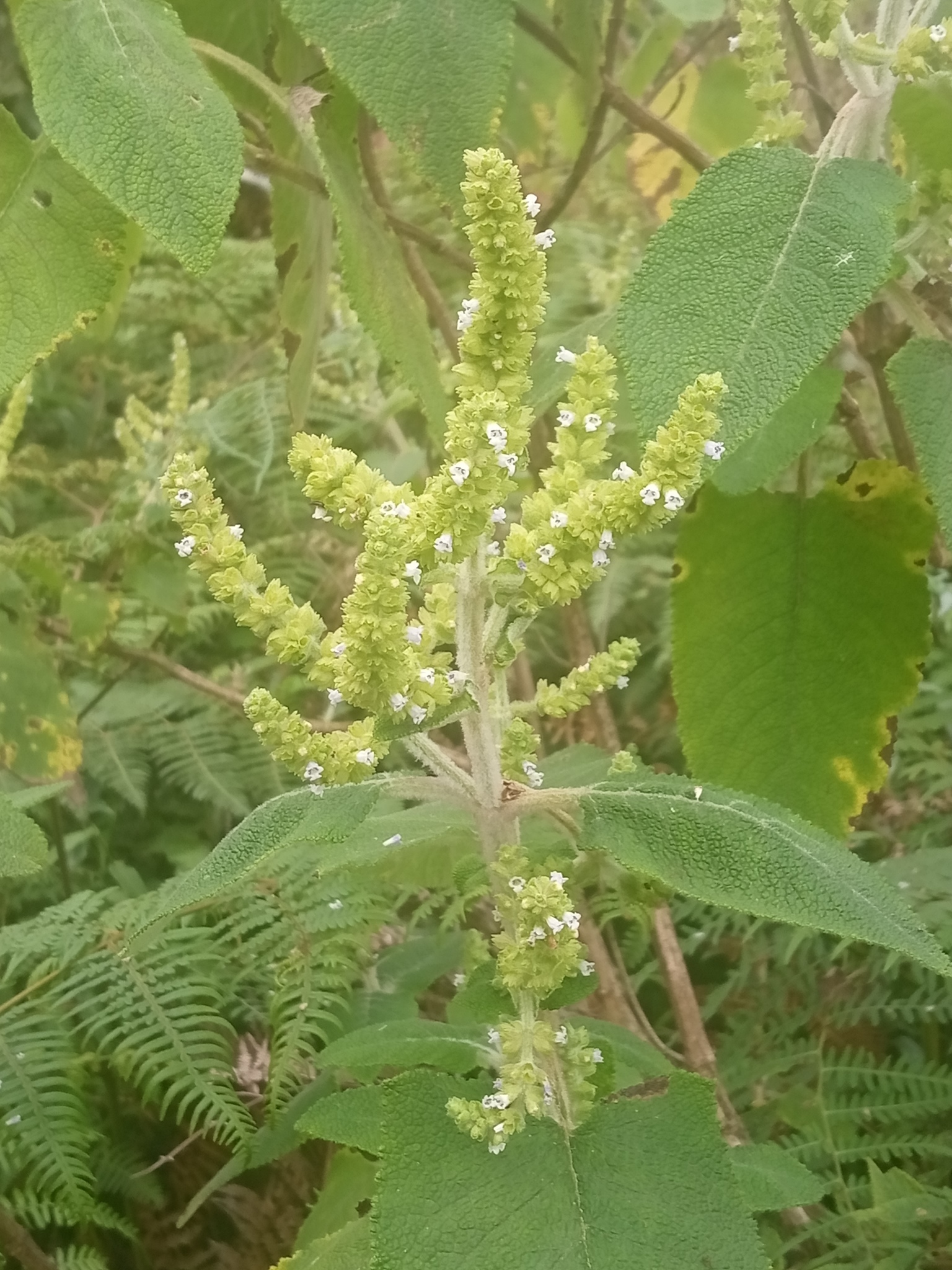 Lepechinia betonicifolia image