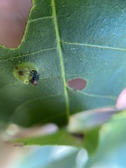 Synolabus