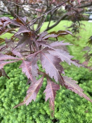 Acer palmatum