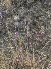 Clarkia gracilis tracyi