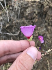 Clarkia gracilis tracyi