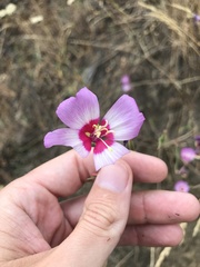 Clarkia gracilis tracyi