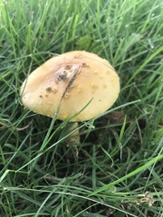 Amanita flavorubens