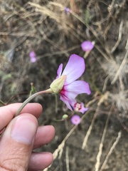 Clarkia gracilis tracyi