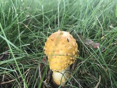 Amanita flavorubens