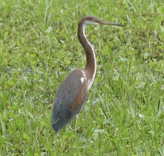 Egretta tricolor image