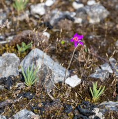 Phemeranthus calcaricus