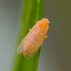 Haplaxius fulvus