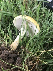 Amanita flavorubens