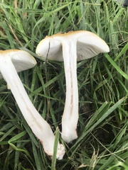 Amanita flavorubens