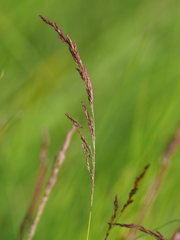 Agrostis canina