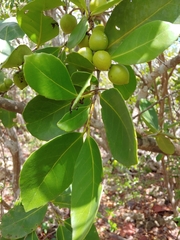 Elaeodendron xylocarpum