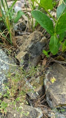 Galium tenuissimum