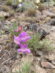 Penstemon gairdneri
