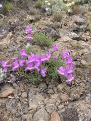 Penstemon gairdneri