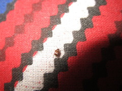 Callosobruchus maculatus